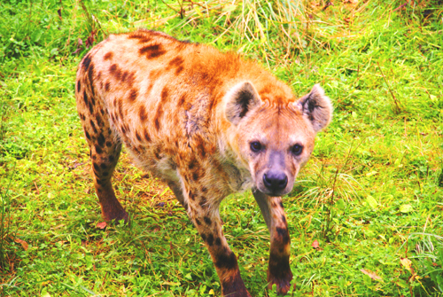 hyenavel